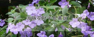 海豚花叶子长黄斑,第1图