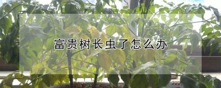 富贵树长虫了怎么办,第1图