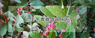 北美冬青雌雄苗区别,第1图