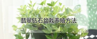 翡翠钻石盆栽养殖方法,第1图