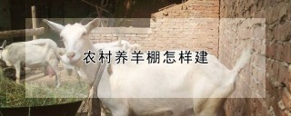 农村养羊棚怎样建,第1图