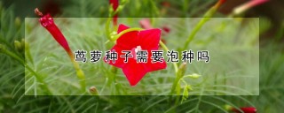 茑萝种子需要泡种吗,第1图