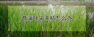 菖蒲叶尖干枯怎么办,第1图