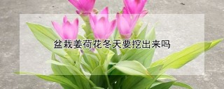 盆栽姜荷花冬天要挖出来吗,第1图