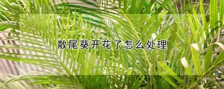 散尾葵开花了怎么处理,第1图