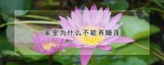 家里为什么不能养睡莲,第1图