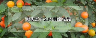 珊瑚豆什么时期能造型,第1图