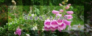 花草冻伤了怎么治疗,第1图