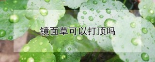 镜面草可以打顶吗,第1图