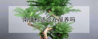 南洋杉适合在屋养吗,第1图