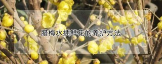 腊梅水插鲜花的养护方法,第1图