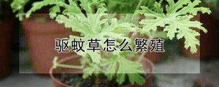 驱蚊草怎么繁殖,第1图