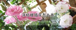 洋桔梗插花怎么养,第1图