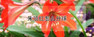 朱顶红怎么分球,第1图