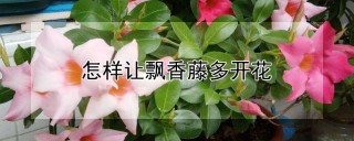 怎样让飘香藤多开花,第1图