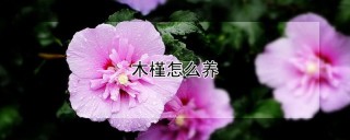 木槿怎么养,第1图