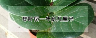 琴叶榕一年长几厘米,第1图