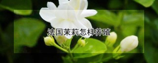 法国茉莉怎样养殖,第1图