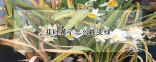 花叶黄了怎么能变绿,第1图