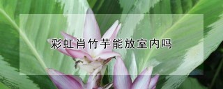 彩虹肖竹芋能放室内吗,第1图