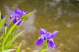 紫蝴蝶花怎么养，用疏松肥沃的微碱性土壤养护,第1图