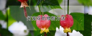 灯笼花的修剪方法,第1图