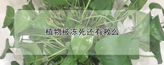 植物被冻死还有救么,第1图