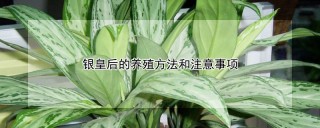 银皇后的养殖方法和注意事项,第1图