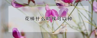 花棒什么时候可以种,第1图