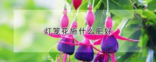 灯笼花施什么肥好,第1图