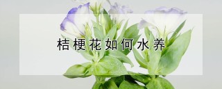 桔梗花如何水养,第1图