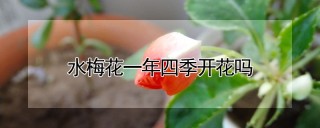 水梅花一年四季开花吗,第1图