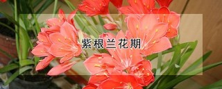 紫根兰花期,第1图