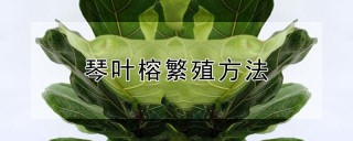 琴叶榕繁殖方法,第1图