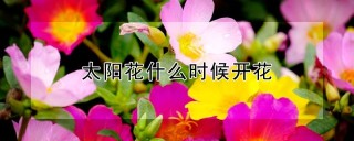 太阳花什么时候开花,第1图