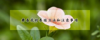 舞春花的养殖方法和注意事项,第1图