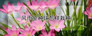 风雨兰种球怎样栽种,第1图