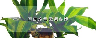 巴西木盆栽怎么养,第1图