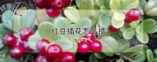 红豆插花怎么插,第1图