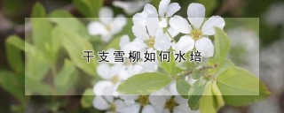 干支雪柳如何水培,第1图