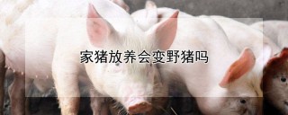 家猪放养会变野猪吗,第1图