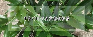 平安竹叶子发黄怎么补救,第1图