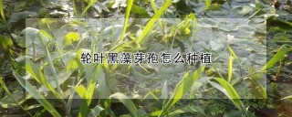 轮叶黑藻芽孢怎么种植,第1图