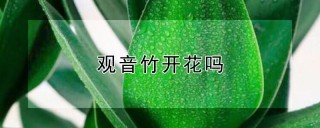 观音竹开花吗,第1图