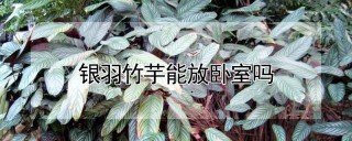 银羽竹芋能放卧室吗,第1图