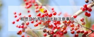 相思豆的养殖方法和注意事项,第1图