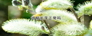 银柳发芽正常吗,第1图