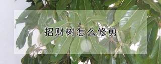 招财树怎么修剪,第1图