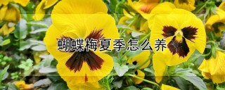 蝴蝶梅夏季怎么养,第1图