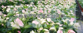 粉掌不开花是怎么回事,第1图